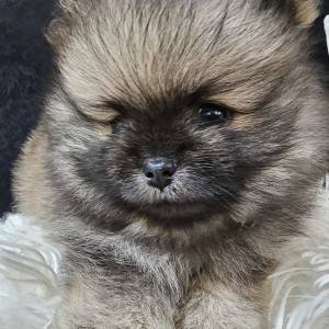 Pomeranac prelepo muško štene