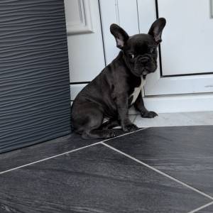 Francuski Buldog plava ženkica