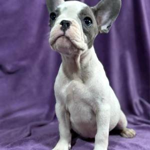 Francuski Buldog PRELEPI štenci