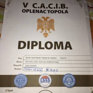 Crni Nemacki Ovcari