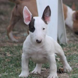 Mini Bull Terijer prelepi štenci