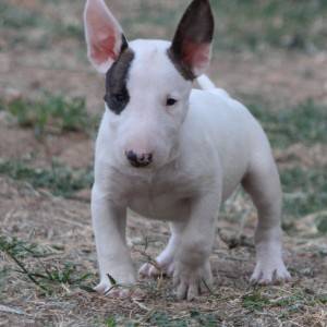 Mini Bull Terijer prelepi štenci