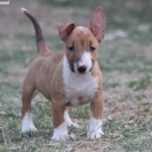 Mini Bull Terijer prelepi štenci