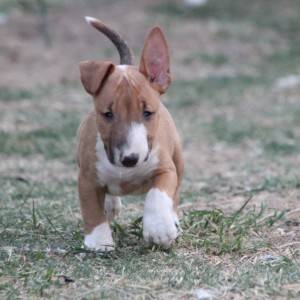 Mini Bull Terijer prelepi štenci