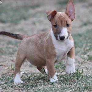 Mini Bull Terijer prelepi štenci