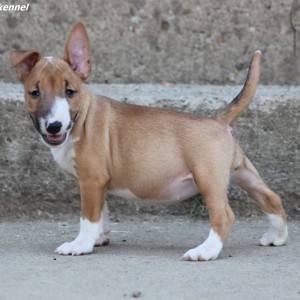 Mini Bull Terijer prelepi štenci