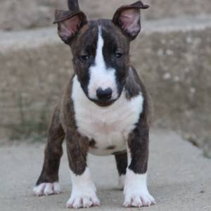 Mini Bull Terijer prelepi štenci