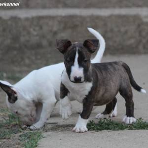 Mini Bull Terijer prelepi štenci