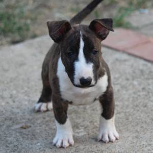 Mini Bull Terijer prelepi štenci