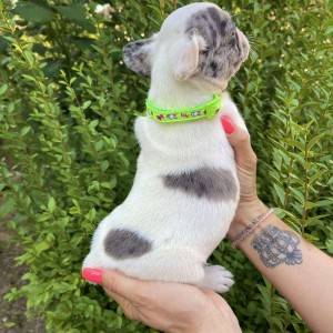 Francuski Buldog PRELEPI štenci