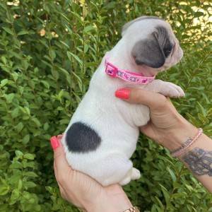 Francuski Buldog PRELEPI štenci