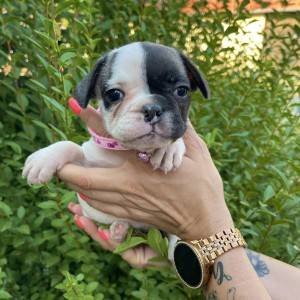 Francuski Buldog PRELEPI štenci