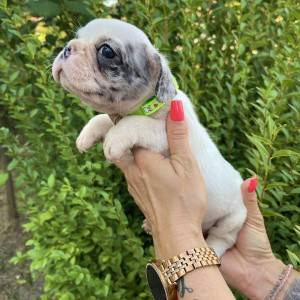 Francuski Buldog PRELEPI štenci