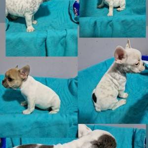 Francuski Buldog PRELEPI štenci