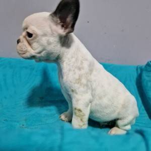 Francuski Buldog PRELEPI štenci