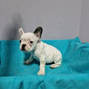 Francuski Buldog PRELEPI štenci