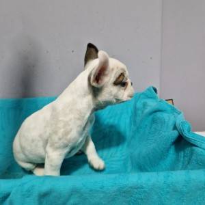 Francuski Buldog PRELEPI štenci