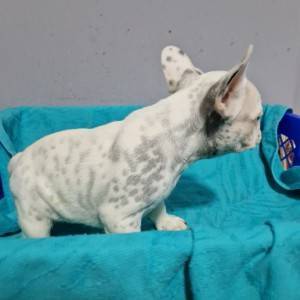 Francuski Buldog PRELEPI štenci