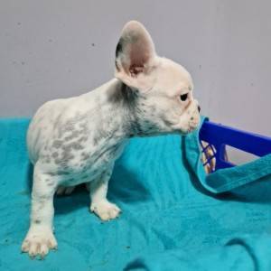 Francuski Buldog PRELEPI štenci