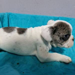Francuski Buldog PRELEPI štenci