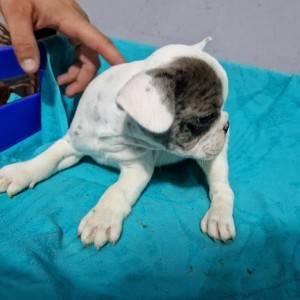 Francuski Buldog PRELEPI štenci