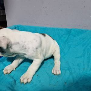 Francuski Buldog PRELEPI štenci