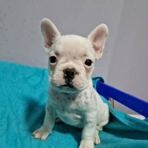 Francuski Buldog PRELEPI štenci