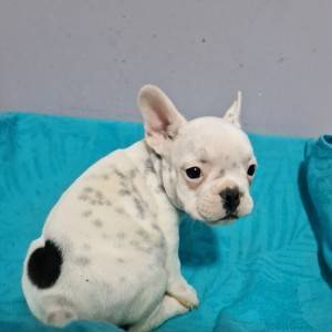 Francuski Buldog PRELEPI štenci