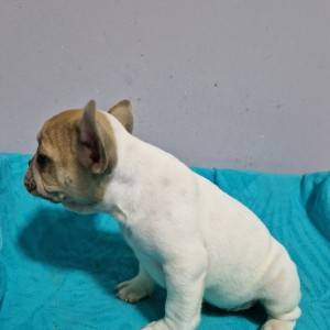 Francuski Buldog PRELEPI štenci