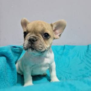 Francuski Buldog PRELEPI štenci