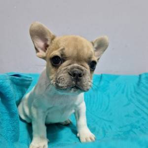 Francuski Buldog PRELEPI štenci