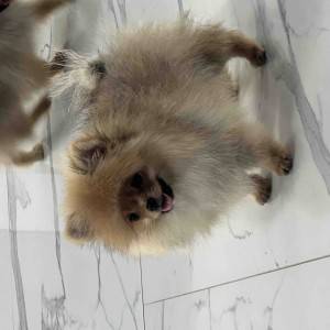 Pomeranac BOO prelepi štenci