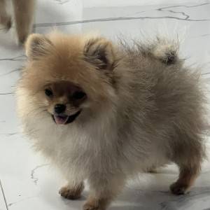 Pomeranac BOO prelepi štenci