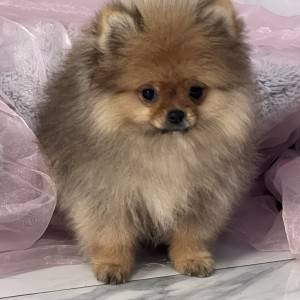 Pomeranac BOO prelepi štenci