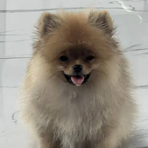 Pomeranac BOO prelepi štenci