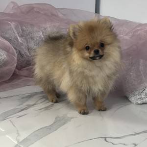 Pomeranac BOO prelepi štenci