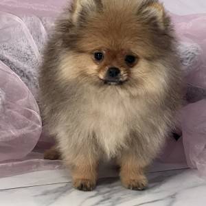 Pomeranac BOO prelepi štenci