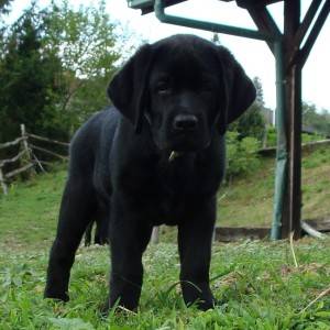 Labrador retriver štenci