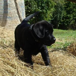 Labrador retriver štenci