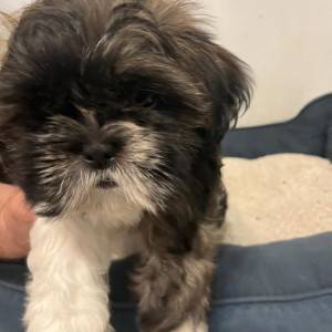 Shi Tzu Štenci