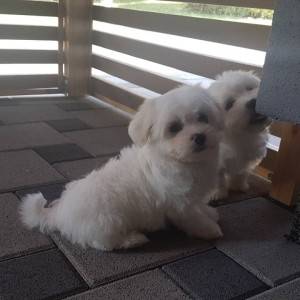 MALTEZERI, prekrasni mali štenci, pomoć u odgoju i školovanju
