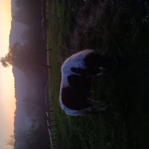 prodajem pony konja
