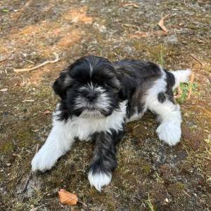 Shi Tzu Štenci