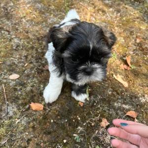Shi Tzu Štenci