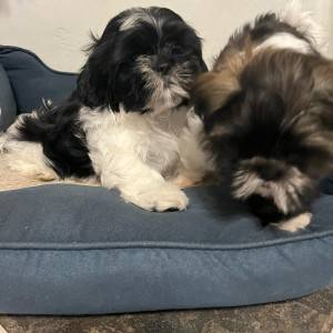 Shi Tzu Štenci