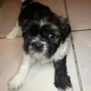 Shi Tzu Štenci