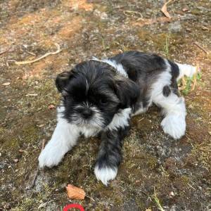 Shi Tzu Štenci