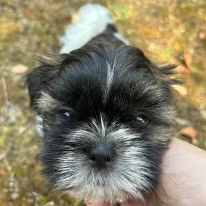 Shi Tzu Štenci