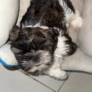 Shi Tzu Štenci