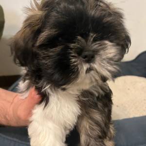 Shi Tzu Štenci